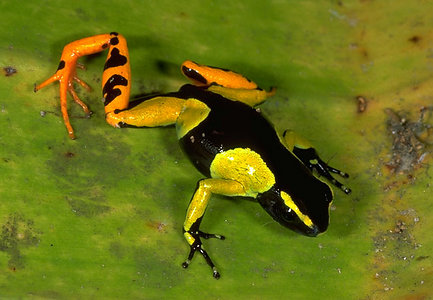 Mantella madagascariensis