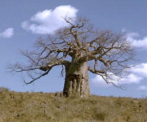 Baobab tree, Adansonia digitata