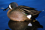 Blue-winged Teal