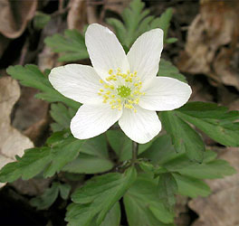 Anemone nemorosa