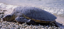 Green Sea Turtle