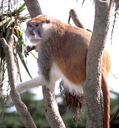 Patas monkey, red guenon