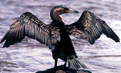 Greater cormorant (Phalacrocorax carbo), Tanzania