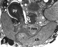 Chloroplast of Lotharella amoeboformis