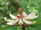 Magnolia tripetala