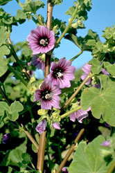 High mallow, Malva sylvestris