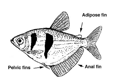 Gymnocorymbus ternetzi, the black tetra