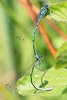 Azure damselflies mating