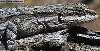 A grey lizard blending into its surroundings.