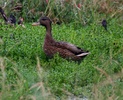 Koloa (hawaiian duck)