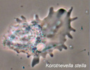 Korotnevella stella