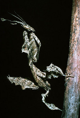 Leaf-like mantis, Tanzania