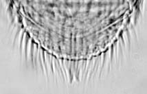 Bifid pygidium of Nanosella