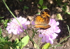 Scabiosa columbaria