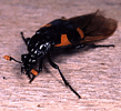 Nicrophorus quadrimaculatus Matthews, 1888