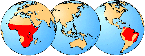 distribution of living members of the familiy Pipidae