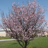 Purple Leaf Plum Blooming (Prunus cerasifera)