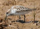 western sandpiper