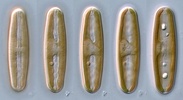 Sellaphora living cell