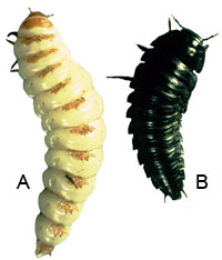 Larvae of A) Nicrophorus sp. B) Silphinae gen. sp. 