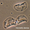 Vannella danica